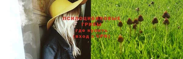 ПСИЛОЦИБИНОВЫЕ ГРИБЫ Горняк