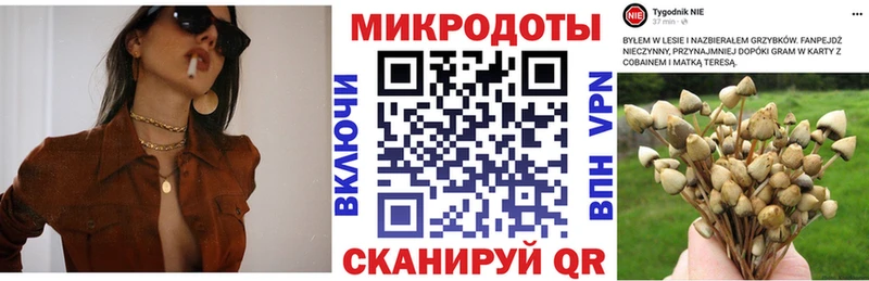Псилоцибиновые грибы Psilocybine cubensis Нахабино