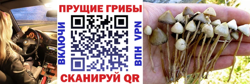 Галлюциногенные грибы Magic Shrooms  закладки  Нахабино 